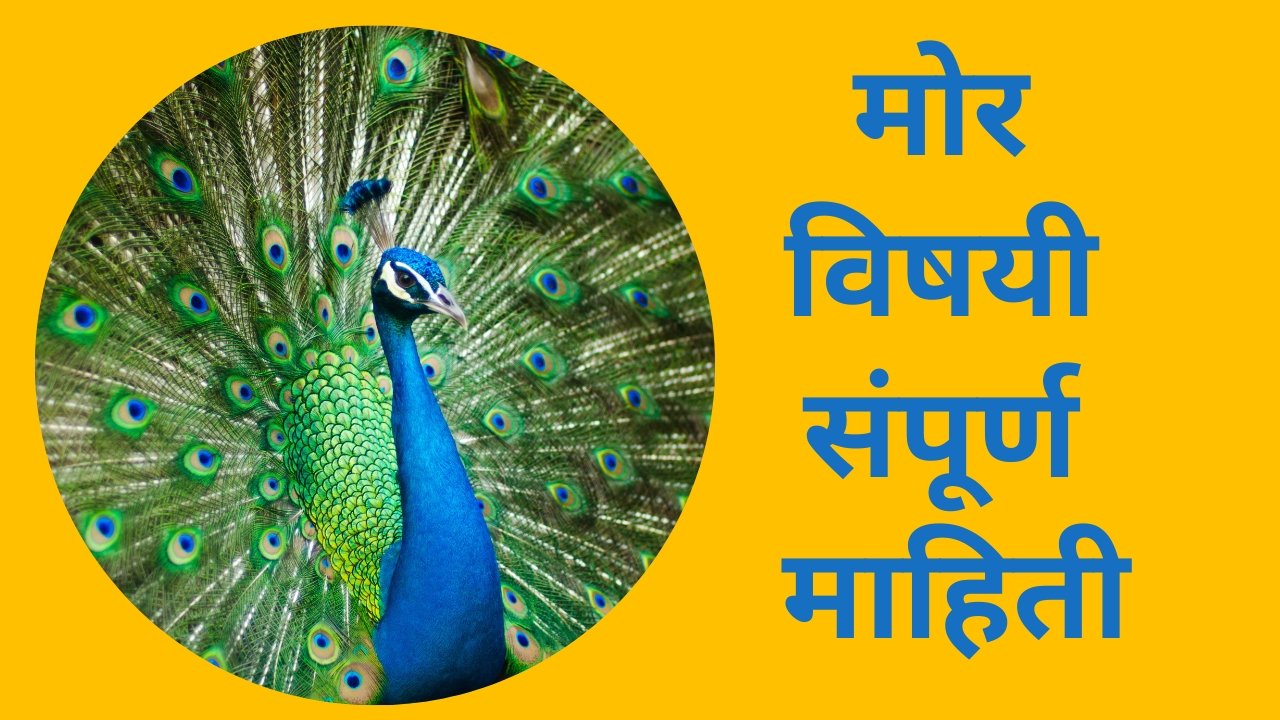Peacock Information in Marathi 2023 to boost your knowledge | मोर विषयी संपूर्ण माहिती